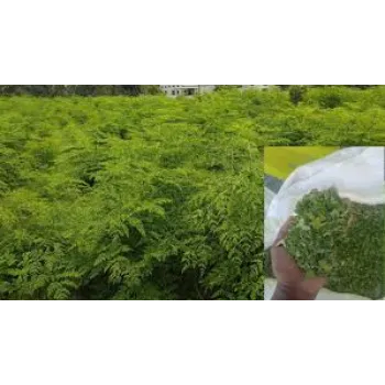 Powerful Moringa Leaves